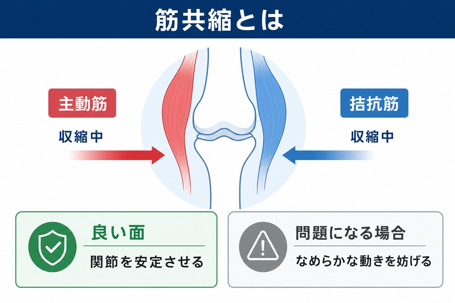 筋共縮の模式図。ひとつの関節に対して主動筋と拮抗筋が同時に収縮する現象。良い面は関節を安定させること、問題になる場合はなめらかな動きを妨げること。